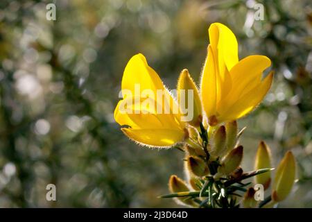 Gorse (ulex europaeus), also known as Furze or Whin, close up of two yellow flowers with buds, back-lit by early spring sunshine. Stock Photo