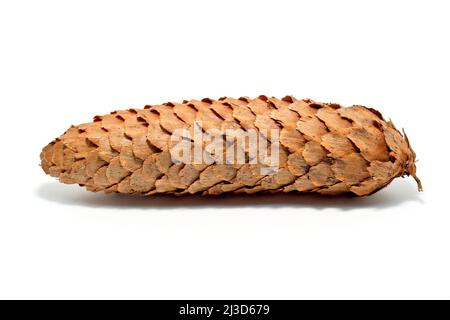Norway Spruce (picea abies), close up of a single mature cone isolated against a white background. Stock Photo