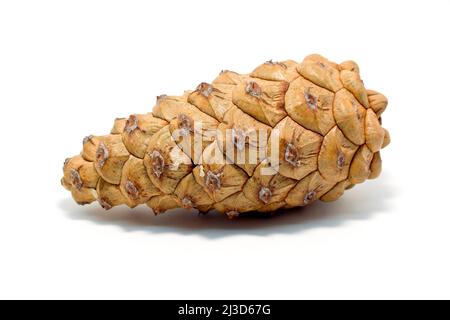 Scot's Pine (pinus sylvestris), close up of a single unopened mature pine cone isolated against a white background. Stock Photo