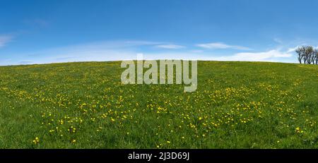 Yellow blooming dandelions on a hilly meadow in springtime Stock Photo