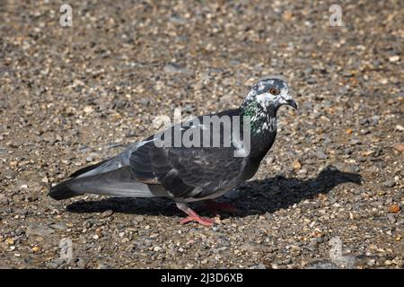 Close up of a feral pigeon, photographed in West Sussex Stock Photo