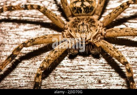 Macro view of big brown spider on bright background Stock Photo