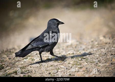 Jackdaw bird walking on gravel, West Sussex, UK Stock Photo