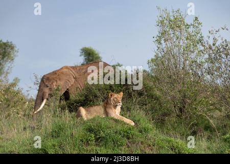 Lioness sitting up on a mound with an elephant in the background in the light scrub in the Masai Mara, Kenya Stock Photo