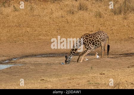 Drinking Masai giraffe, Giraffa camelopardalis tippelskirchi, at watering hole. Stock Photo