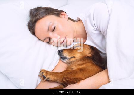 Woman sleeping with dog in the bed. Lovely dachshund dog sleeping together with owner Stock Photo