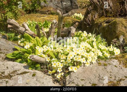 Primroses, Primula vulgaris, the common primrose, England, UK Stock Photo