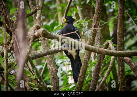Male Great Curassow (Crax rubra) sitting on a branch in rainforest, Corcovado National Park, Osa Peninsula, Costa Rica, Central America Stock Photo