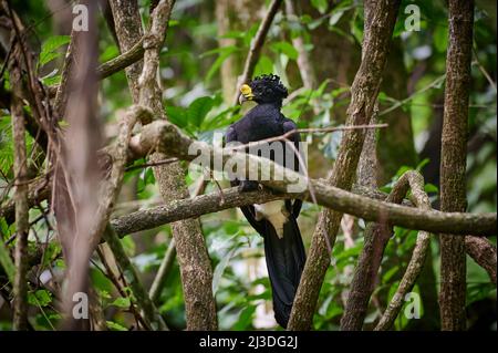 Male Great Curassow (Crax rubra) sitting on a branch in rainforest, Corcovado National Park, Osa Peninsula, Costa Rica, Central America Stock Photo