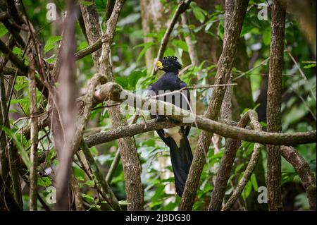 Male Great Curassow (Crax rubra) sitting on a branch in rainforest, Corcovado National Park, Osa Peninsula, Costa Rica, Central America Stock Photo