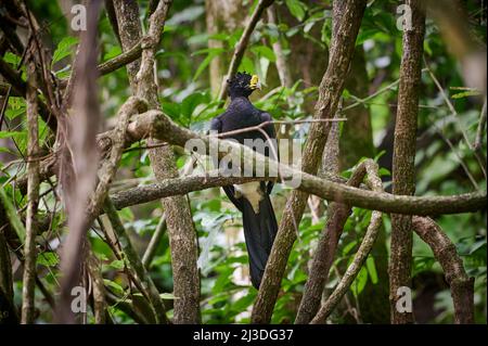 Male Great Curassow (Crax rubra) sitting on a branch in rainforest, Corcovado National Park, Osa Peninsula, Costa Rica, Central America Stock Photo