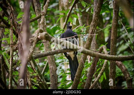 Male Great Curassow (Crax rubra) sitting on a branch in rainforest, Corcovado National Park, Osa Peninsula, Costa Rica, Central America Stock Photo