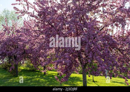 Pink trees in bloom in garden with green grass on a sunny day. Spring background. Stock Photo