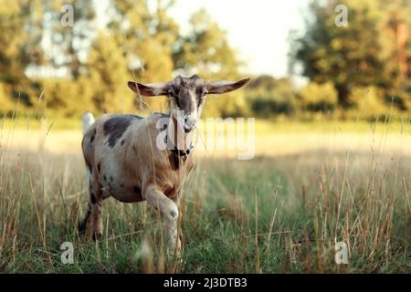 Brown spotted goat walks in the meadow on a sunny summer evening.