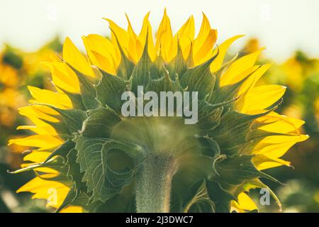 A close-up photograph captures the backside of a sunflower, showcasing its intricate structure. Stock Photo