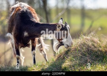 A beautiful brown goat with one horn and a beard eats grass on a hill Stock Photo