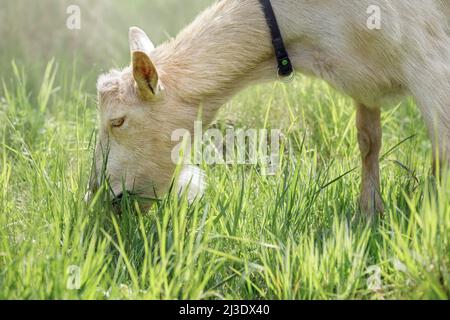White goat without horns eats fresh green grass. Close-up portrait from the side, clearly visible fur details. Stock Photo