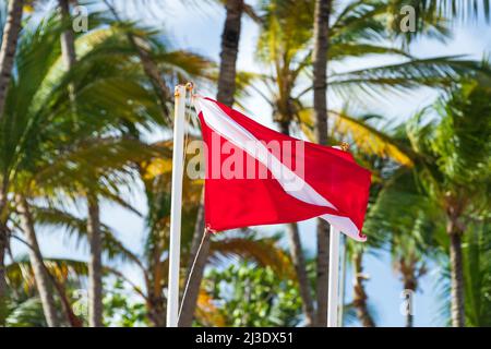 Diver down flag with palm trees on a background Stock Photo