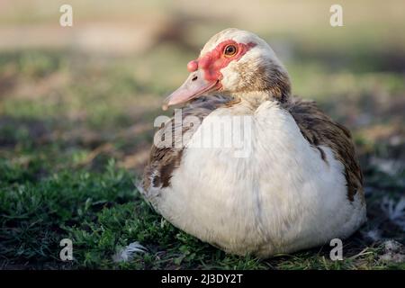 Male brown muscovy duck with a red bumpy patch of flesh by its eyes and bill, rest on green grass in rural garden. Stock Photo