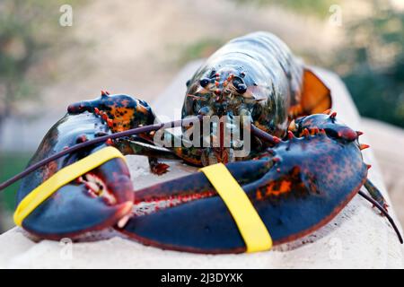 live atlantic lobster isolated in close up, luxury seafood Stock Photo