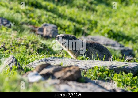 marmot in a alpine meadow near Grindelwald in the Swiss Alps Stock Photo