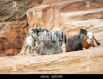 Domestic mountain goats in Petra Jordan being fed pomegranates and oranges by Bedouins Stock Photo