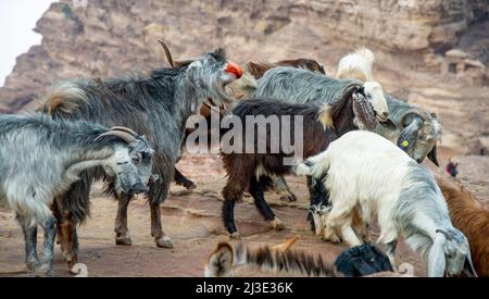 Domestic mountain goats in Petra Jordan being fed pomegranates and oranges by Bedouins Stock Photo