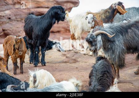 Domestic mountain goats in Petra Jordan being fed pomegranates and oranges by Bedouins Stock Photo