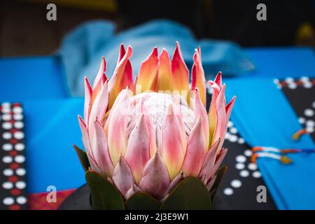 South African flower. Table decoration. Sun city. South Africa. Stock Photo