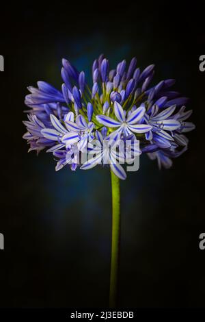 A blue Agapanthus -Agapanthus praecox- flower in soft, dark mood lighting; captured in a Studio Stock Photo