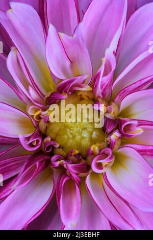 An extreme close-up of a vibrant pink Dahlia -Asteraceae family- flower with an ochre coloured centre; captured in a Studio Stock Photo