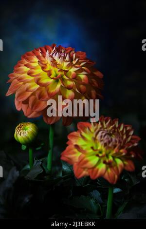 Two yellowy orange Dahlia -Asteraceae family- flowers and a little bud in soft, dark mood lighting; captured in a Studio Stock Photo