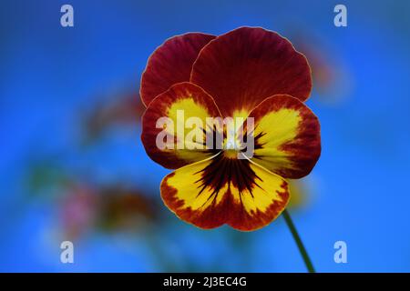 A rusty red and yellow Pansy -Viola x wittrockiana- flower in soft dark mood lighting with a vibrant blue background; captured in a Studio Stock Photo