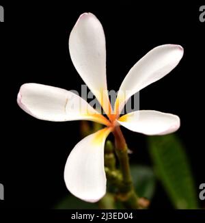 Singapore Graveyard Flower (Plumeria obtusa) on a black background Stock Photo