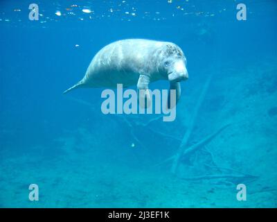A Florida manatee, also known as a sea cow floats in Crystal River National Wildlife Refuge in Crystal River, Florida. Stock Photo