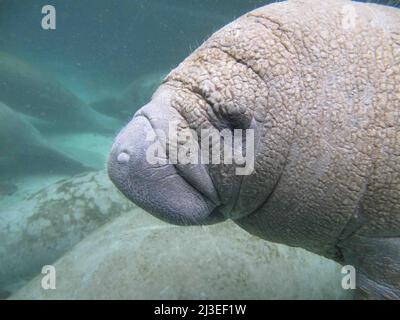 A Florida manatee, also known as a sea cow floats in Crystal River National Wildlife Refuge in Crystal River, Florida. Stock Photo