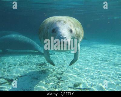 Florida manatees, also known as a sea cow float in Crystal River National Wildlife Refuge in Crystal River, Florida. Stock Photo