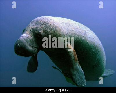 A Florida manatee, also known as a seacow floats in Indian River Lagoon National Estuary watershed near St Lucie, Florida. Stock Photo