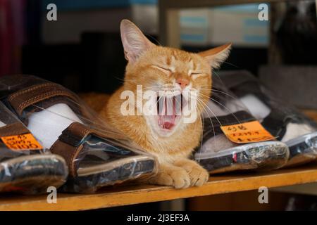 yellow street cats that lives in a shoe store in Hong Kong, yawning in the middle of the day. Stock Photo