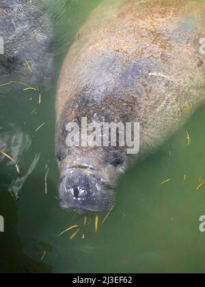 A Florida manatee, also known as a sea cow floats in a salt water lagoon at Flamingo Marina in Homestead, Florida. Stock Photo