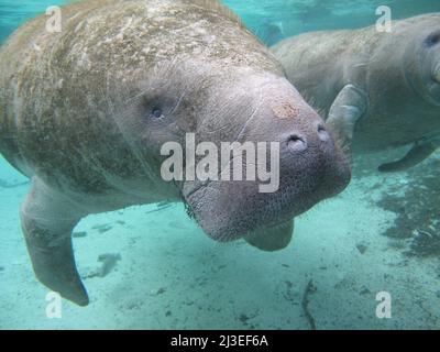 A pair of Florida manatees, also known as a sea cow floats in Crystal River National Wildlife Refuge in Crystal River, Florida. Stock Photo