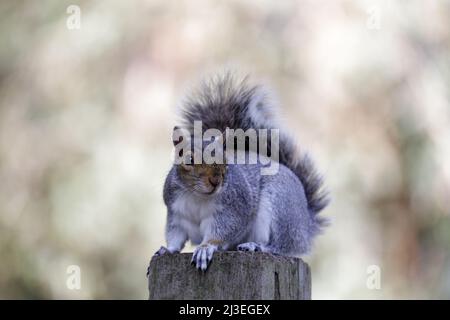 Eastern Gray Squirrel sitting on wooden pole and looking at camera in alert. Santa Clara County, California, USA. Stock Photo