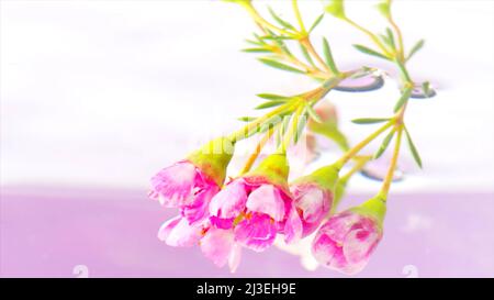 A bunch of flowers and buds of pink geranium on a stem on a pink background. Stock footage. Putting beautiful flower underwater. Stock Photo