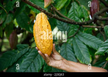 A Caribbean woman holds a ripe cocoa fruit in her hand. Natural cocoa of excellent quality from the Dominican Republic. Stock Photo