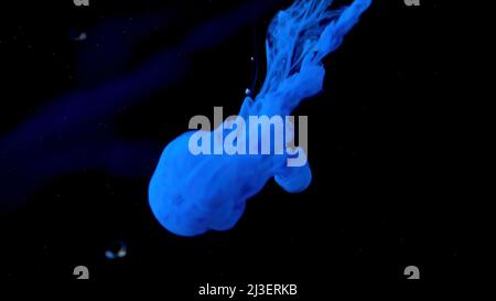 Beautiful ink underwater on black background. Stock footage. Bright cloud of ink moves in water. Splash and spread of ink in clear water Stock Photo
