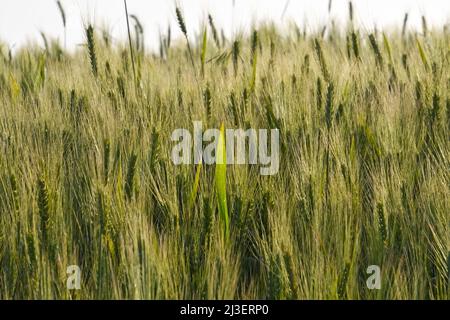 Wheat in the field Stock Photo