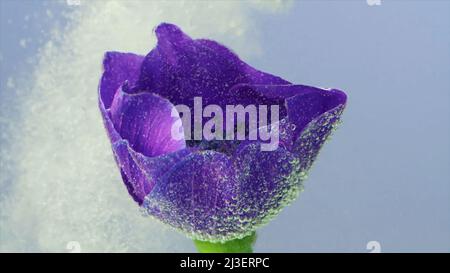 Close-up of beautiful flower in water with ink. Stock footage. Splash of ink with bright flower in water. Ink gently envelops bud under water Stock Photo