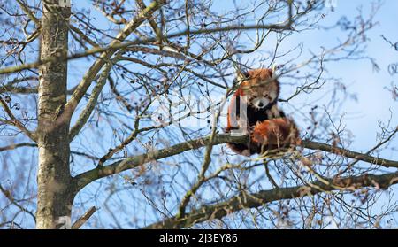 Red panda sitting high up in a tree, safe from everything Stock Photo