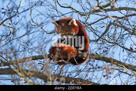 Red panda sitting high up in a tree, safe from everything Stock Photo