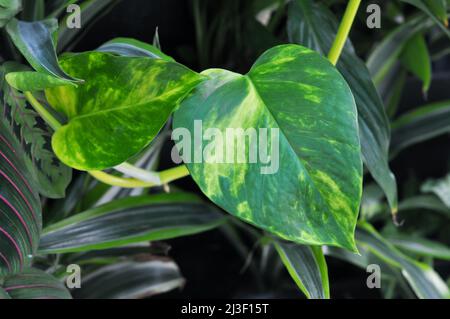 Epipremnum aureus green yellow leaves. Indoor vine with glossy leaves. Curly indoor unpretentious plant. Stock Photo